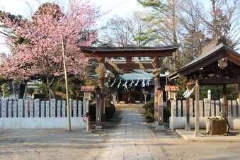熊野神社の梅#387273