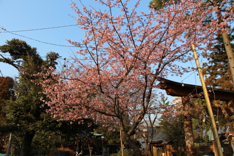 熊野神社の梅