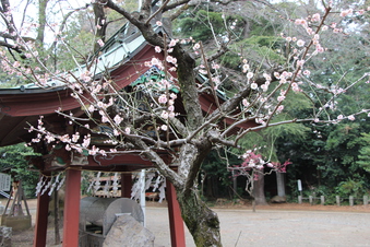 北野天神社の梅