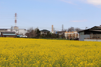 東川沿いの菜の花