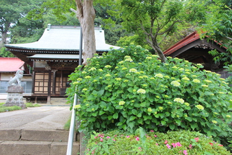 東福寺のアジサイ
