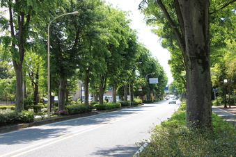 日本一長いけやき並木
