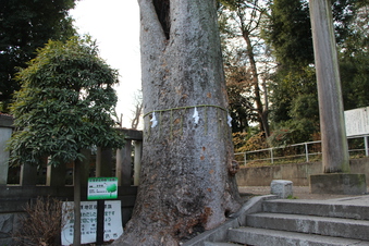 神明社御神木