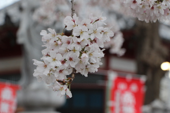 新光寺の桜